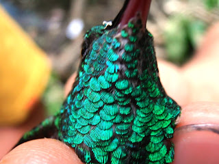 Hummingbirds Nicaragua