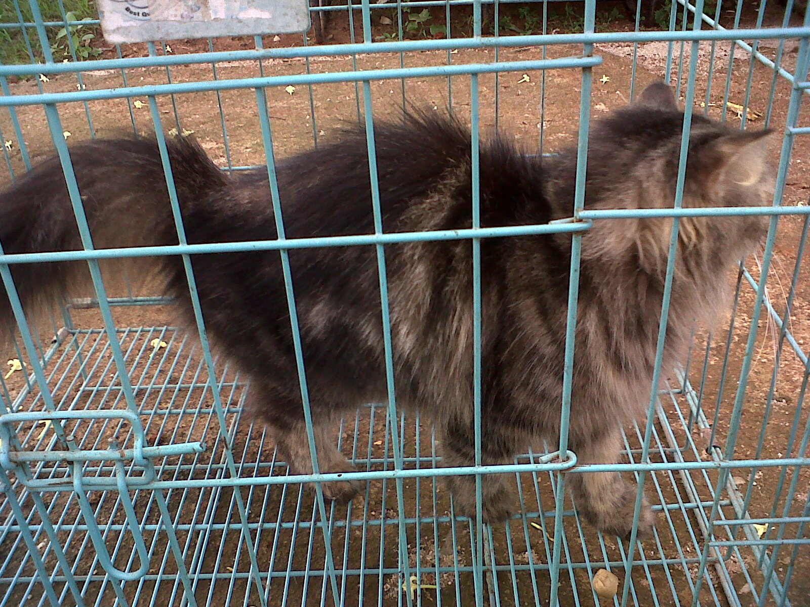 Menghasilkan Uang dengan Menjalani Hobi: Cara Memelihara Kucing Anggora