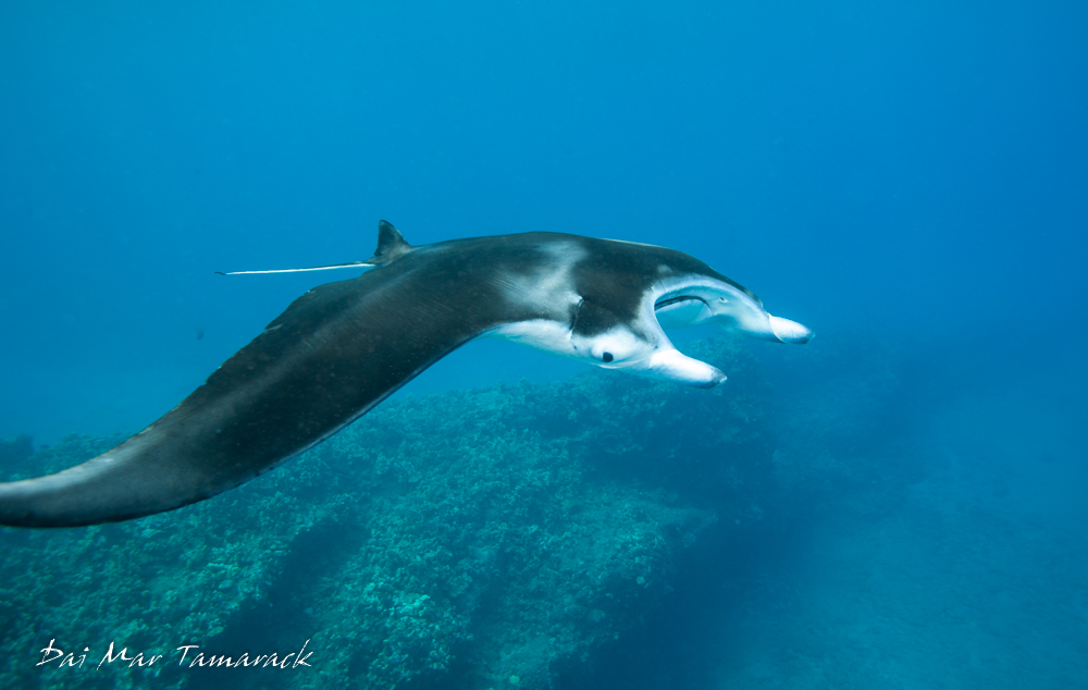 Maui Manta Ray Encounter