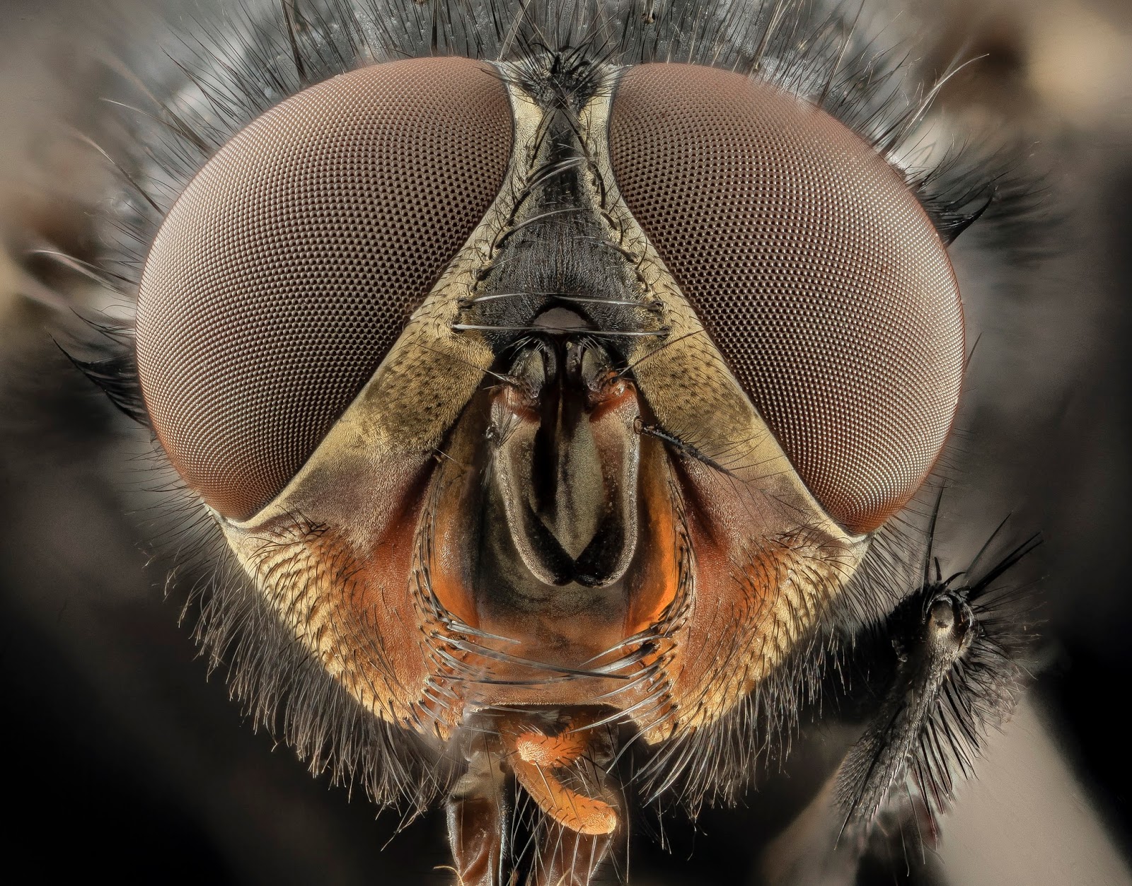 Insects: Calliphora vicina, USGS Bee Inventory and Monitoring Laboratory
