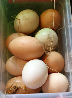 The eggs that the chickens hid The eggs that the chickens hid