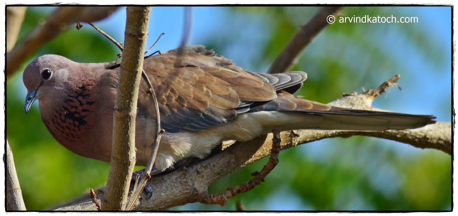 Laughing Dove on Tree laughing Dove