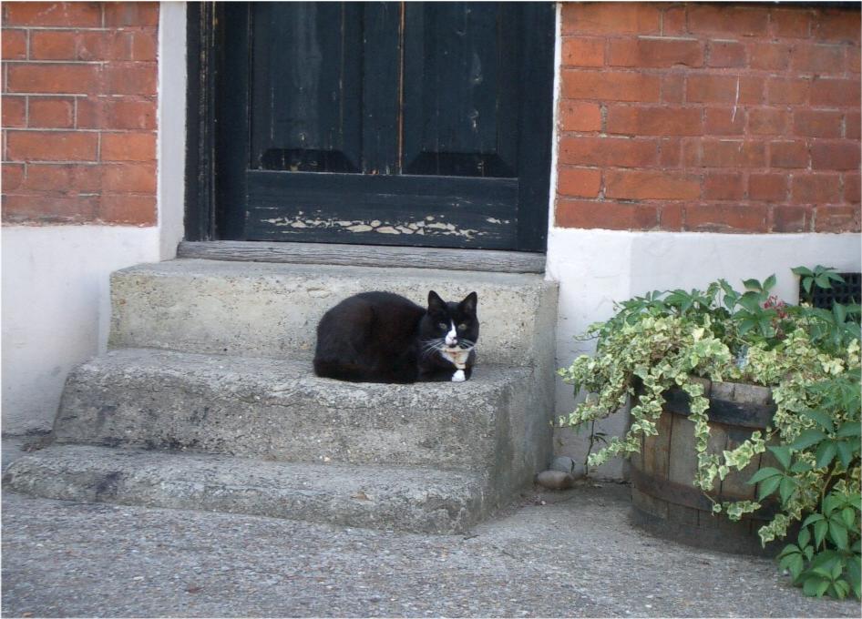 cat_doorstep.jpg
