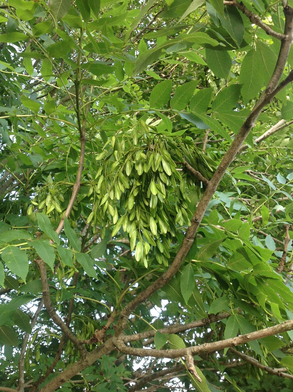 Things Made Slowly 2017