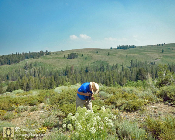 Bonnie Rannald photographing Sierra Angelica on Conway Summit