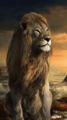 lion images