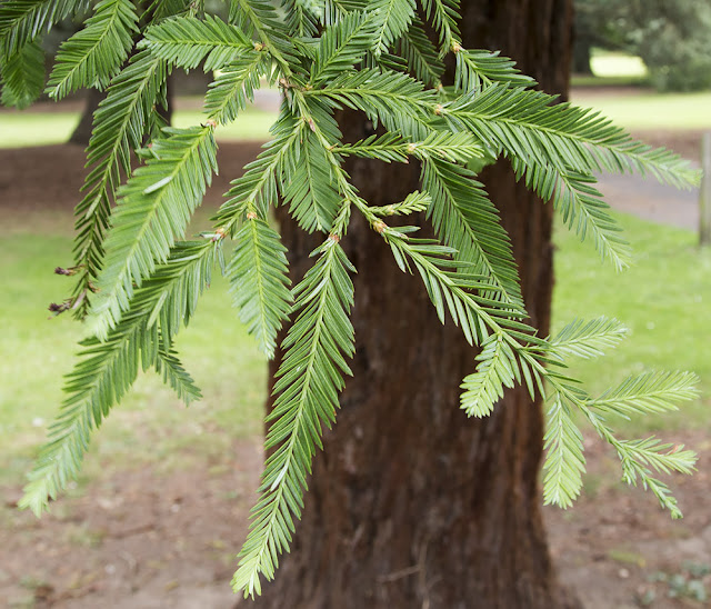 Foliage of Coastal Redwood, Sequoia sempervirens.  High Elms Country Park, 5 August 2013