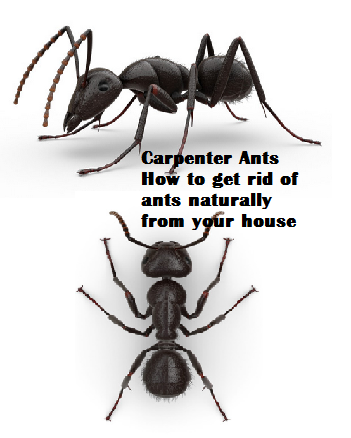 Carpenter Ants How to get rid of ants naturally from your house Carpenter Ants How to get rid of ants naturally from your house