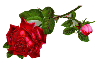stock rose flower image