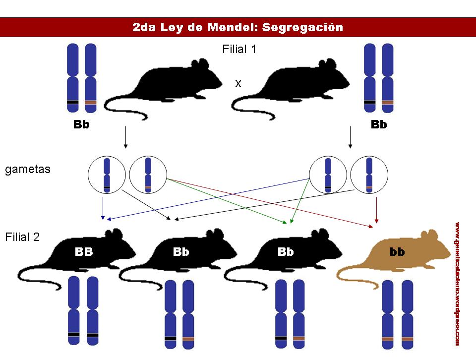 A importancia de mendel para genetica A importancia de mendel para genetica