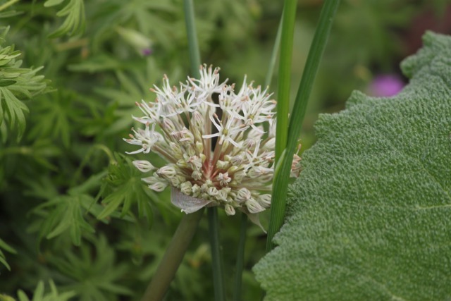Allium Karataviense