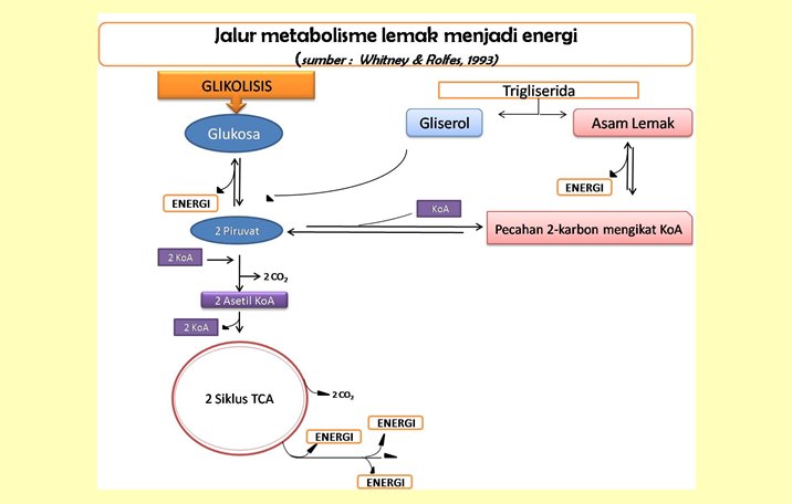 Lemak : Pengertian, Fungsi, Sifat, Metabolisme, Jenis ...