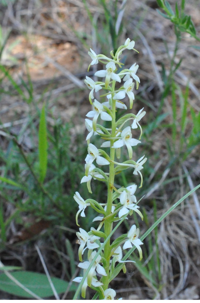 Platanthera bifiola Platanthera bifiola
