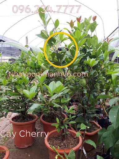 Cây cherry đã ra trái 1 mùa, cây đang sẳn trái Cay-cherry-khanh-vo-8