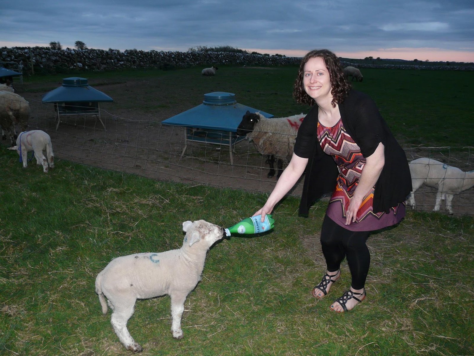 How To Prepare Lamb Bottle And Feed The Lamb