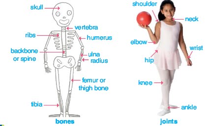 ALL ABOUT US: THE HUMAN BODY