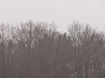 gray trees, gray sky