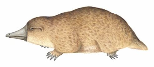 monotremata prehistoricos Steropodon