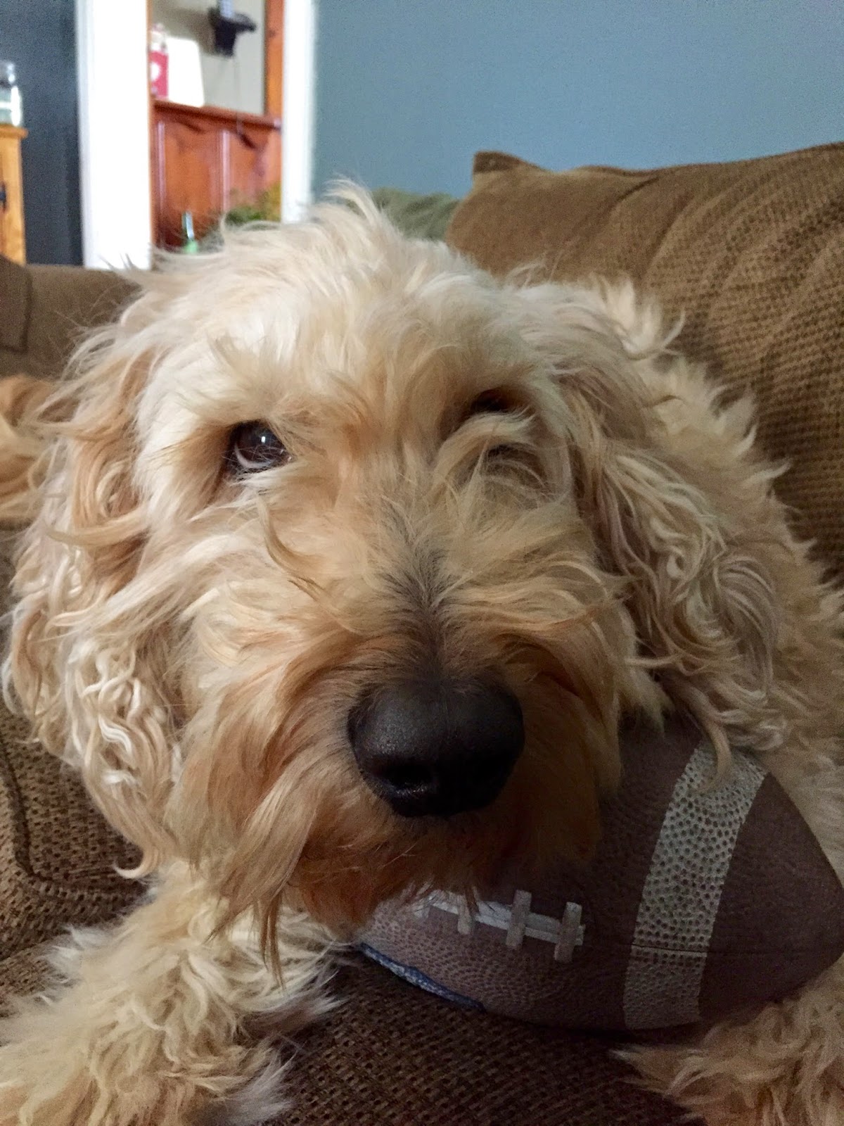 Murray's Mouth: Puppy Bowl Sunday!