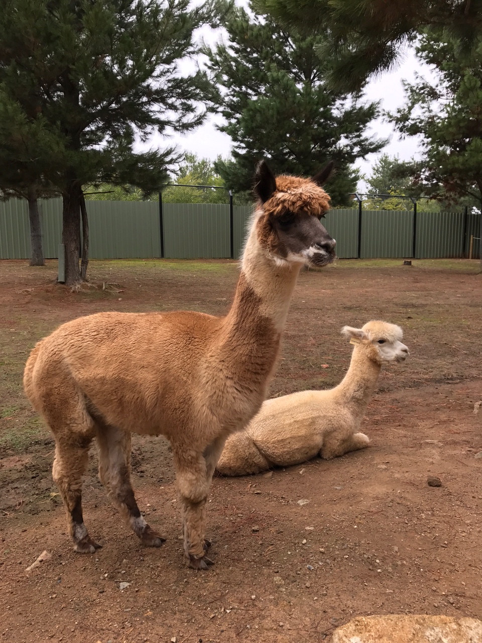Year 3/4 Middle Learning Community: National Zoo and Aquarium Visit