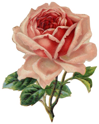 vintage botanical graphics: vintage rose graphics