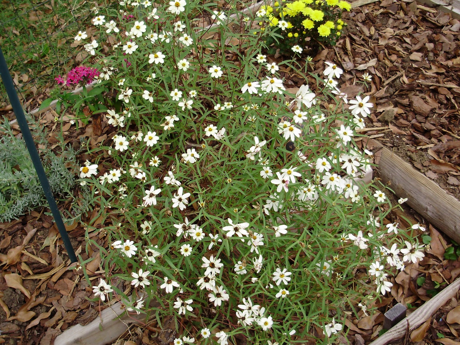 City Cottager Zinnia, Star White