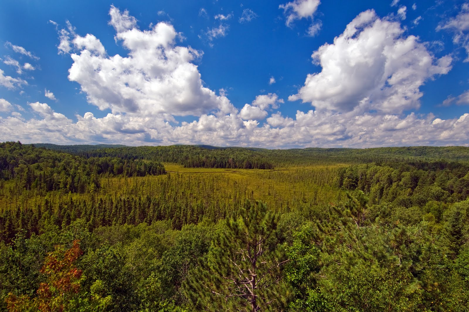 Muskoka Stewardship Connection Woodlot Management