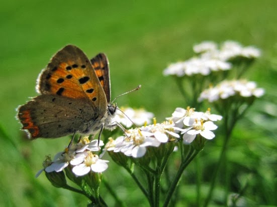 The Eagle's Gaze : Austrian insects (II): butterflies and moths