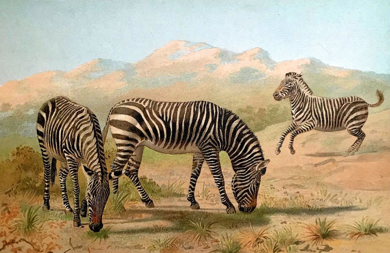 The Graphics Monarch Free Vintage Printable Zebra Art African Animal