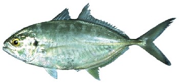 Peixe Xerelete (Caranx crysos) Peixe Xerelete (Caranx crysos)