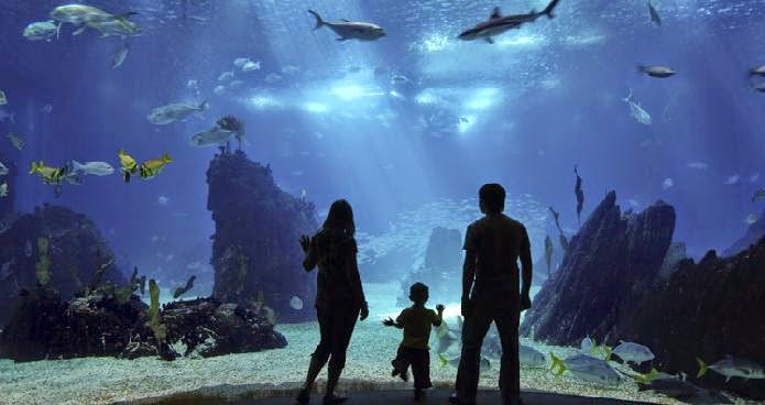 Long Beach CA Aquarium | Pacific Palms Resort