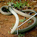 The World's 5 Deadliest Snakes