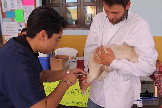 Invitan en Acatic a vacunar sus perros