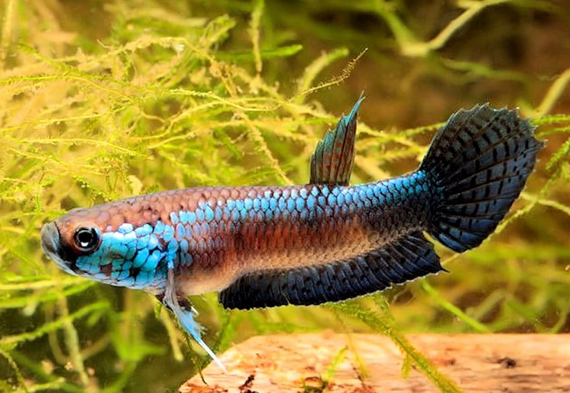 Jenis Jenis Ikan Cupang Hias Dan Cupang Petarung Dzargon
