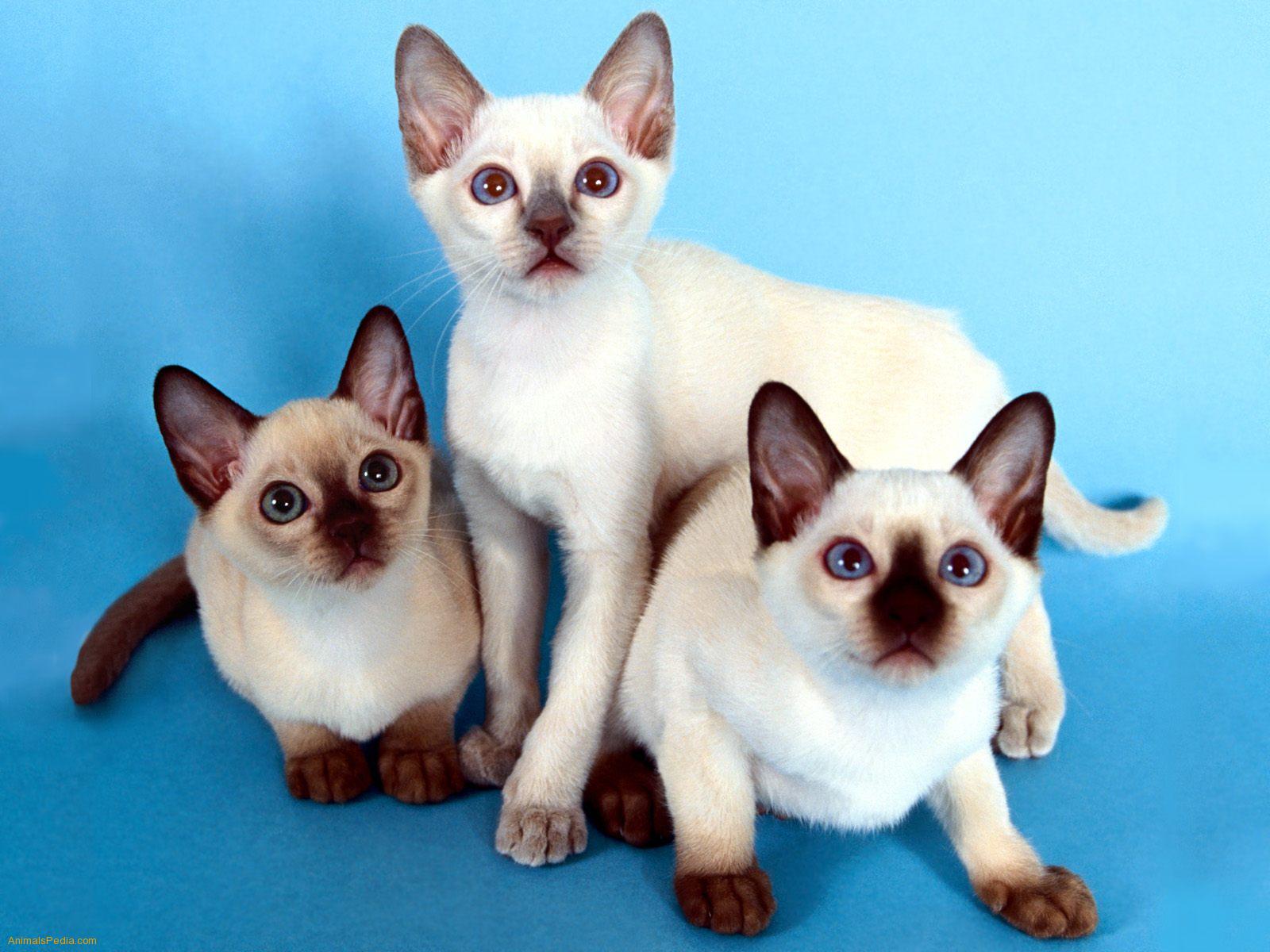 Cat Ears On Humans Cat Ears On Humans