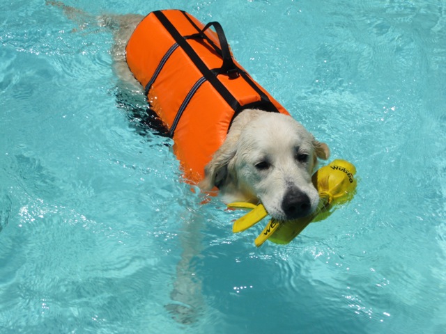 Downunder Assistance Dog: Dogsicles, hot weather, another ...