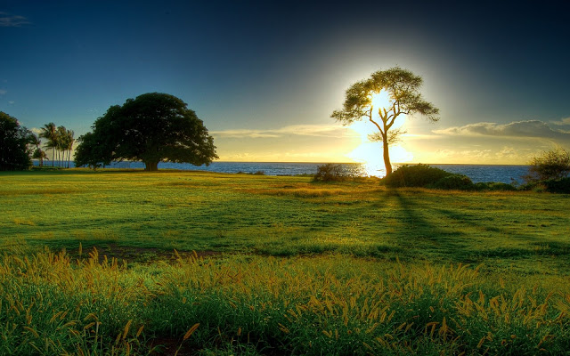 Sunrise Behind The Tree With Blue Occean ,ow sum sunrise scene with green grass
