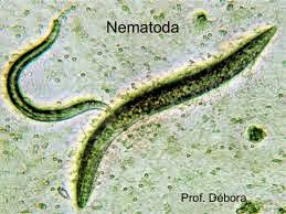 Diferența dintre Platyhelminthes și Nematoda