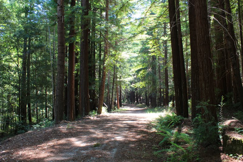 Eye On The View Portola Redwoods State Park Old Haul Road