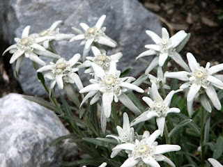 Цветок Антонины - эдельвейс