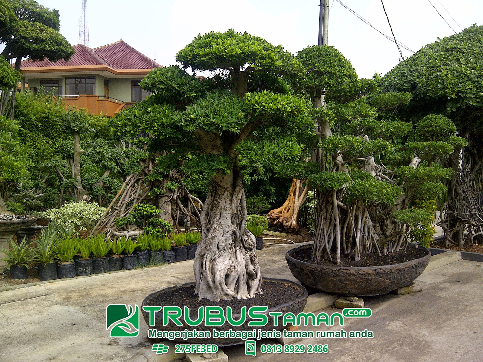 Jenis Jenis pohon bonsai  Jasa Tukang Taman jakarta