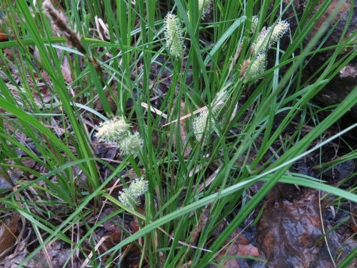 carex comosa
