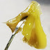 Medical Use of Dabs : Marijuana Concentrates