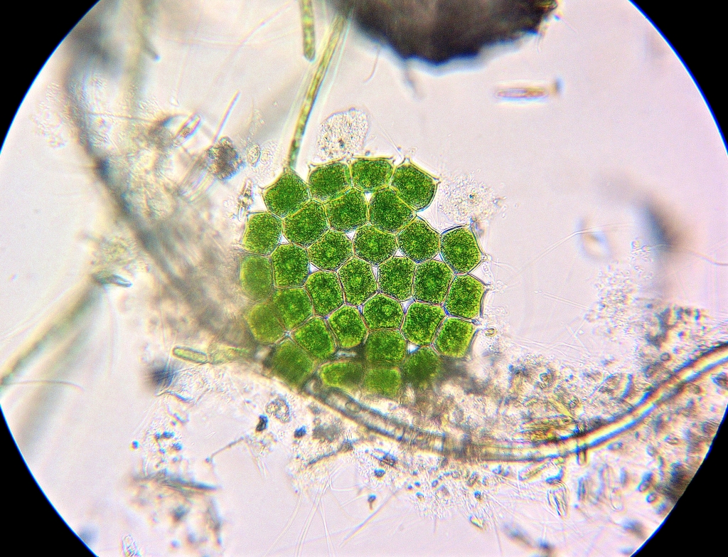Колониальная одноклеточная водоросль