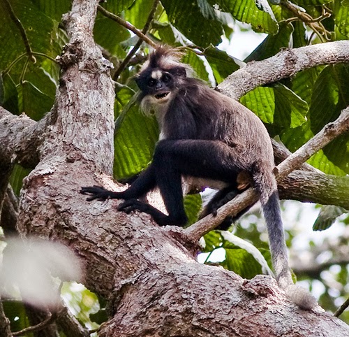 12 Satwa Endemik Kalimantan Yang Mengagumkan Abangnji Com