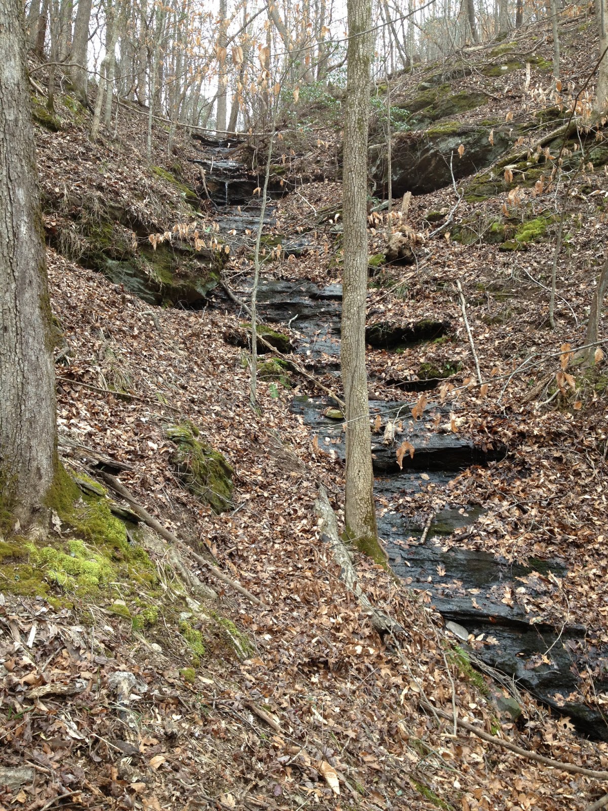 Georgia Nature Blog: The Natural History of Georgia: 4. Trees and