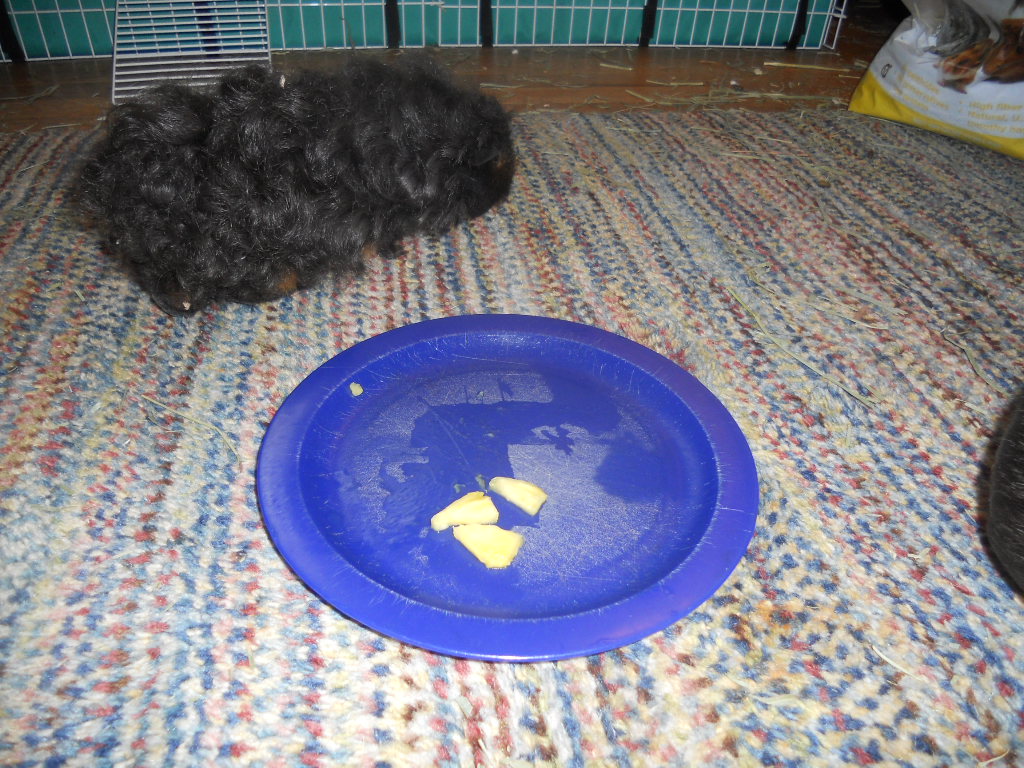 Cavy Savvy A Guinea Pig Blog Can Guinea Pigs Eat Pineapple?
