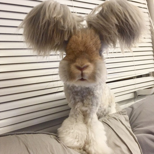 Adorable Pictures Of Wally, The Bunny With The Largest And Cutest Ears We've Ever Seen