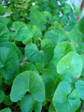 Gotu Kola