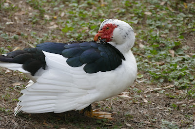 9.%2Bmuscovy%2Bduck.JPG